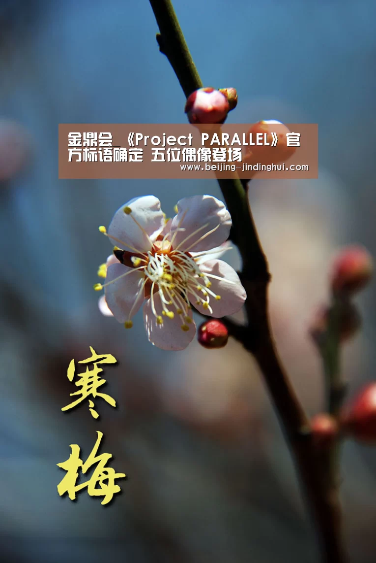  金鼎会APP